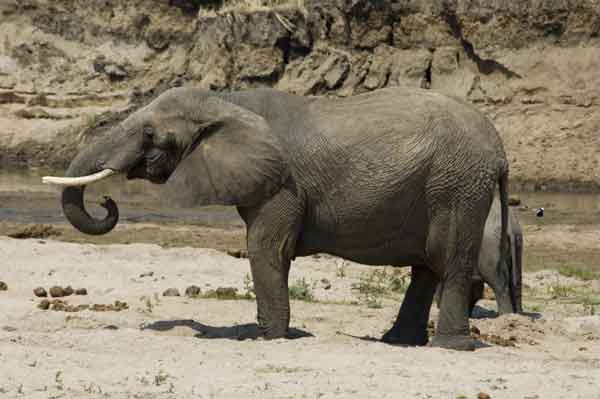 27 - Tanzania - Elefante - parque nacional de Tarangire